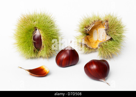 Kastanien frische Früchte und Samen auf weißem Hintergrund Stockfoto