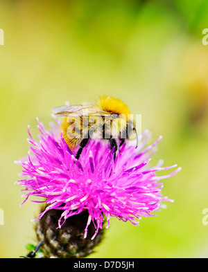 Hummel, gemeinsame Carder [Bumbus Pascuorum] im Freien sammeln Nektar von Flockenblume Distel Scotland UK Stockfoto