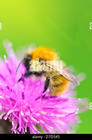 Hummel, gemeinsame Carder [Bumbus Pascuorum] im Freien sammeln Nektar von Flockenblume Distel Scotland UK Stockfoto