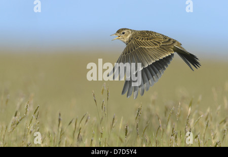 Feldlerche Alauda arvensis Stockfoto