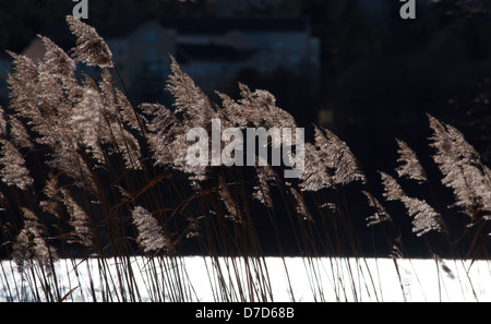 Detail vom Mälarsee im zeitigen Frühjahr, Schweden. Stockfoto