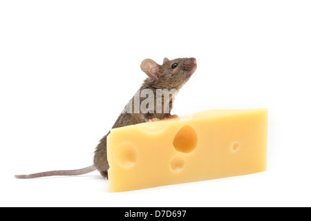 Maus mit ein Stück Schweizer Käse isoliert auf weiss Stockfoto