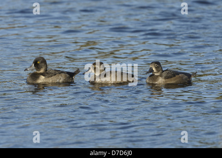 Ring – Necked Ente Aythya collaris Stockfoto