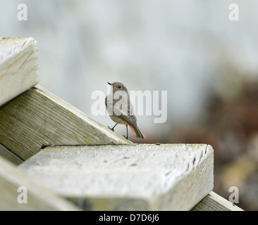 Black Redstart Phoenicurus ochruros Stockfoto