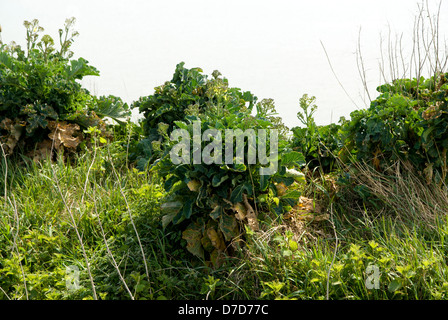 Wilde Kohl Brassica Oleracea wächst auf Klippe in der Nähe von Llantwit Major, Glamorgan Heritage Coast, Vale of Glamorgan, Wales. Stockfoto