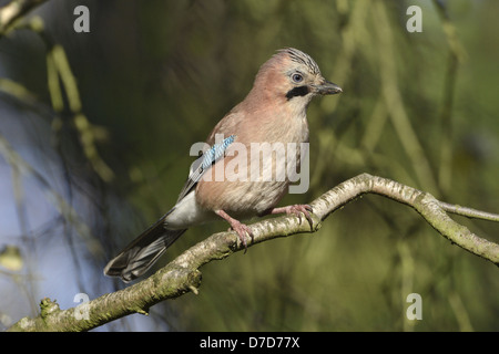 Jay Garrulus glandarius Stockfoto