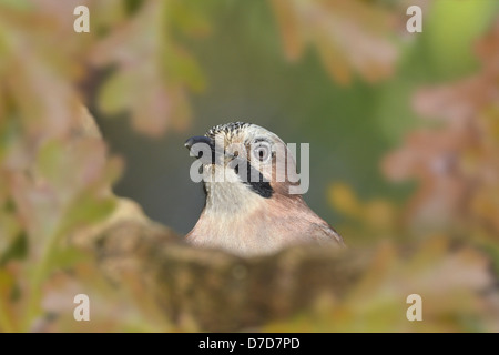 Jay Garrulus glandarius Stockfoto