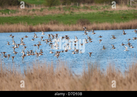 Eine Herde von schwarzen Tailed Uferschnepfe zusammen über Wasser, fliegen, Oare Marshes, Kent, UK Stockfoto