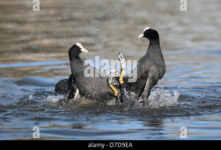 Blässhuhn Fulica atra Stockfoto