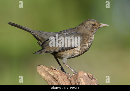 Amsel Turdus merula Stockfoto