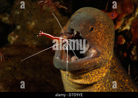 Gelb umrandeten Moray gereinigt von Skunk Putzergarnelen, Gymnothorax Flavimarginatus, Lysmata Amboniensis, Bali, Indonesien Stockfoto