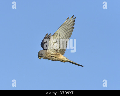 Turmfalken Falco tinnunculus Stockfoto