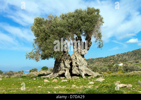 eine alte Olive Tree finden sich in Aegia Insel Griechenland Stockfoto