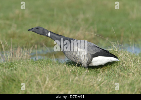 Brent Goose, dunkel-bellied Rennen Branta bernicla Stockfoto