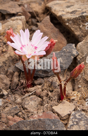 Bitterroot Pflanze mit Blume; Umtanum Falls Trail, L. T. Murray Wildlife Area, Zentrum von Washington. Stockfoto