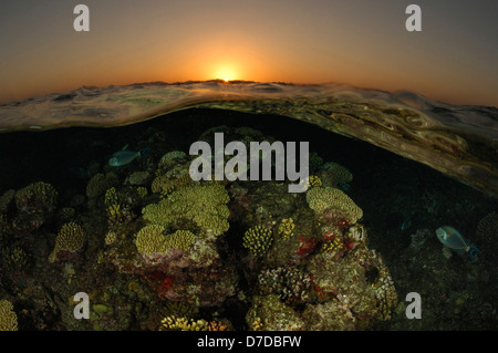 Riff bei Sonnenuntergang, Marsa Alam, Rotes Meer, Ägypten Stockfoto