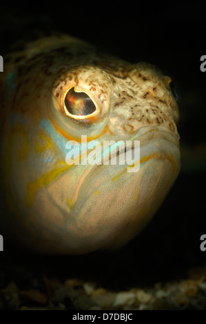Größere Petermännchen, Trachinus Draco, Istrien, Adria, Kroatien Stockfotografie - Alamy