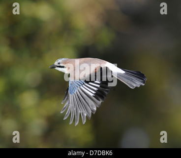 Jay Garrulus glandarius Stockfoto