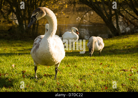 Eine Familie von Schwänen Essen grass Stockfoto