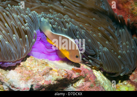 Stinktier Clownfische mit neu gelegten Eiern auf Felsen. Andamanensee, Thailand. Stockfoto