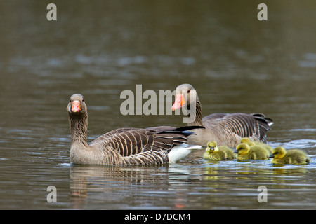Graugans / Graylag Gans (Anser Anser) paar mit Gänsel im See schwimmen, im Frühjahr Stockfoto