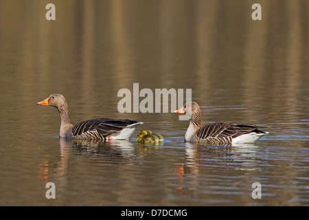 Graugans / Graylag Gans (Anser Anser) paar mit Gänsel im See schwimmen, im Frühjahr Stockfoto