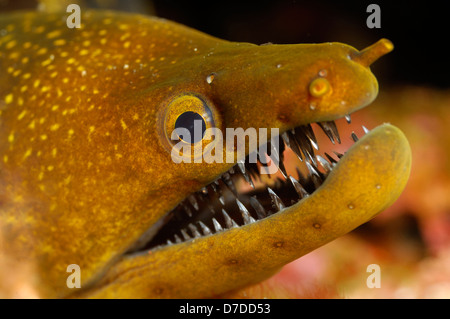 Muräne Moray, Enchelycore Anatina, Susac, Adria, Kroatien Stockfoto