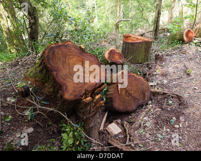Baumstämme im Wald abgesägt Stockfoto