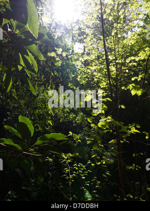 Dichte Vegetation in einem Wald Stockfoto