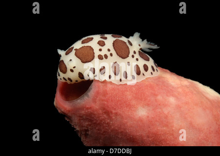 Gepunktete Seeschnecke, Peltodoris Atromaculata, Korcula, Adria, Kroatien Stockfoto