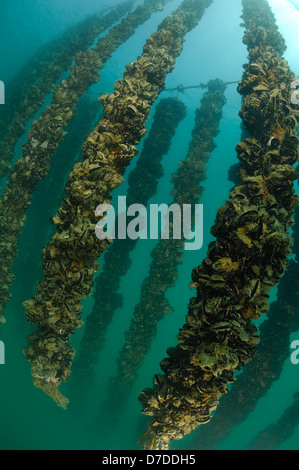 Mittelmeer-Miesmuschel-Aqua-Kultur, Mytilus Galloprovincialis, Piran, Adria, Slowenien Stockfoto