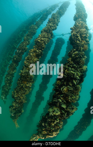 Mittelmeer Miesmuschel, Mytilus Galloprovincialis, Piran, Adria, Slowenien Stockfoto