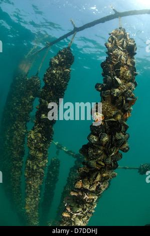 Mittelmeer Miesmuschel, Mytilus Galloprovincialis, Piran, Adria, Slowenien Stockfoto