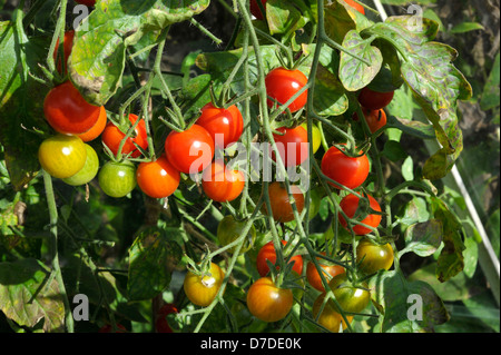 Gewächshaus sweet million F1-Cherry-Tomaten angebaut. Stockfoto