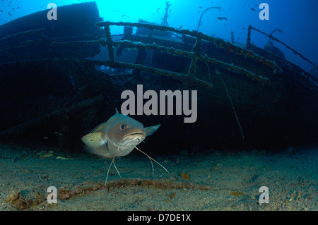 N. am Teti Wrack, Phycis Phycis, Vis, Adria, Kroatien Stockfoto