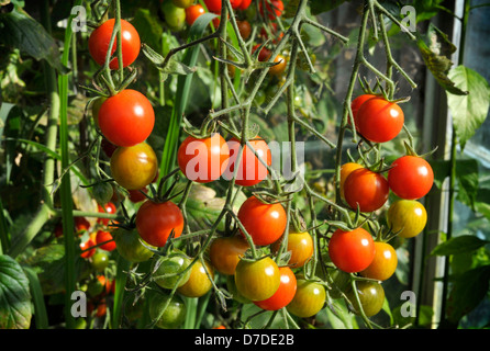 Gewächshaus sweet million F1-Cherry-Tomaten angebaut. Stockfoto