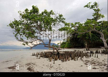 Mangroven bei Ebbe, Pantar, Alor Archipel, Indonesien Stockfoto