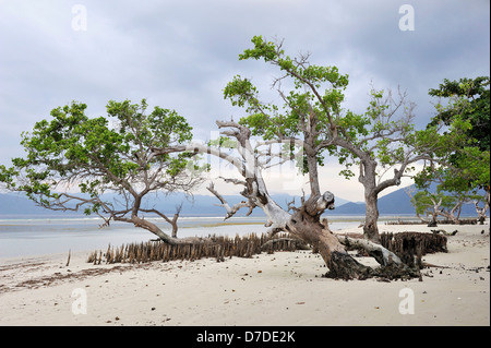 Mangroven bei Ebbe, Pantar, Alor Archipel, Indonesien Stockfoto