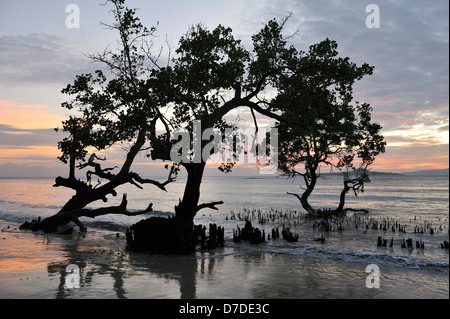 Mangroven bei Flut, Pantar, Alor Archipel, Indonesien Stockfoto