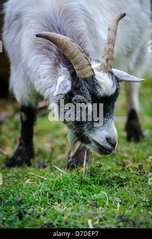 Erwachsene Zwergziege in einem kleinen Betrieb in South Lanarkshire, Schottland im Frühling Stockfoto