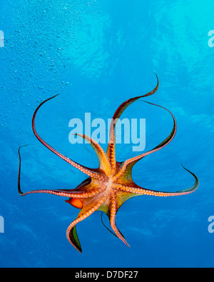 Tag-Krake, Octopus Cyanea, Kohala Coast, Big Island, Hawaii, USA Stockfoto