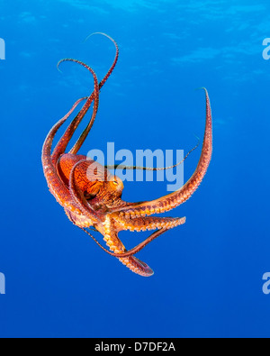 Tag-Krake, Octopus Cyanea, Kohala Coast, Big Island, Hawaii, USA Stockfoto