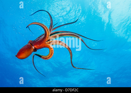 Tag-Krake, Octopus Cyanea, Kohala Coast, Big Island, Hawaii, USA Stockfoto