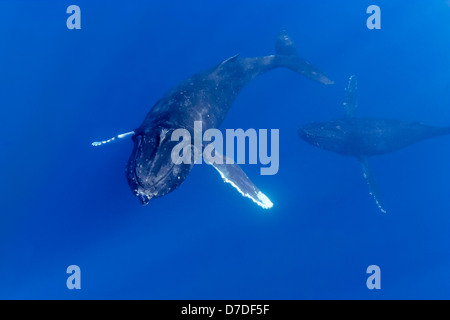 Paar der Buckelwal, Impressionen Novaeangliae, Hawaii, USA Stockfoto