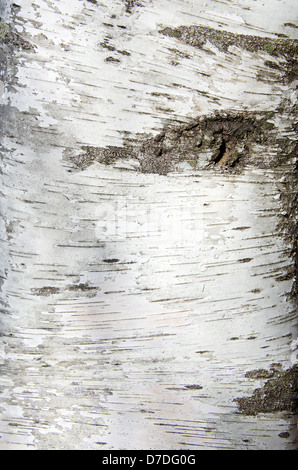 Detailansicht der weißen Birkenrinde (Paper Birch) (Birke) Stockfoto