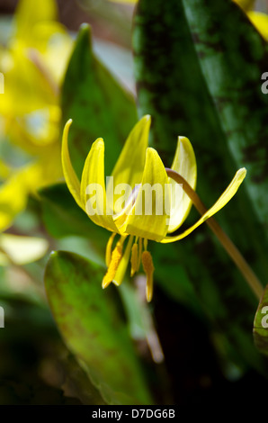 Nahaufnahme einer Forelle Lily (Erythronium Americanum) Blume. Stockfoto