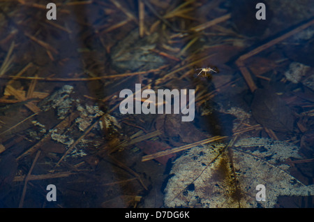 Eine kleine Six-Spotted Angeln Spider gleitet entlang der ruhigen Oberfläche einer langsamen Stream. Stockfoto