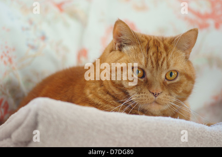 Ingwer-Britisch Kurzhaar-Kater-Katze Stockfoto