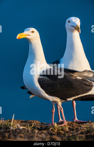 Western-Möwe (Larus Occidentalis) paar auf East Anacapa Island, Channel Islands Nationalpark, Kalifornien, USA Stockfoto