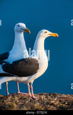 Western-Möwe (Larus Occidentalis) paar auf East Anacapa Island, Channel Islands Nationalpark, Kalifornien, USA Stockfoto